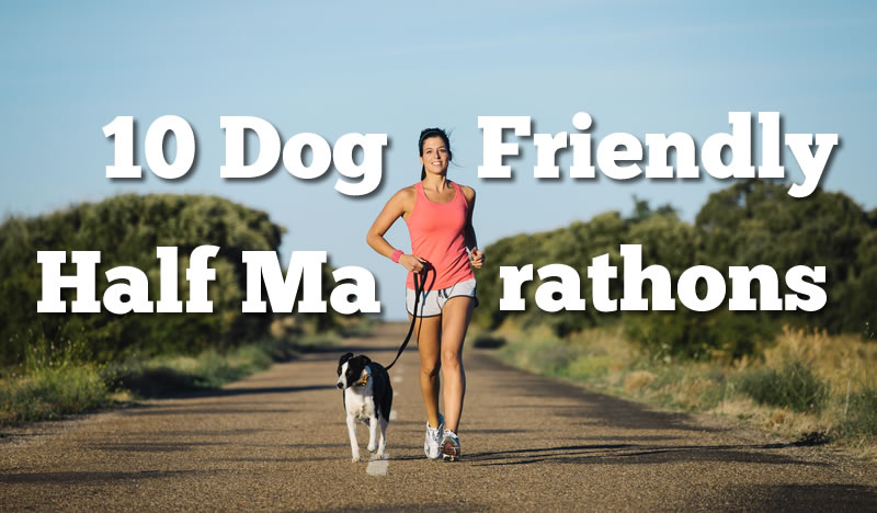 Can A Dog Run A Half Marathon