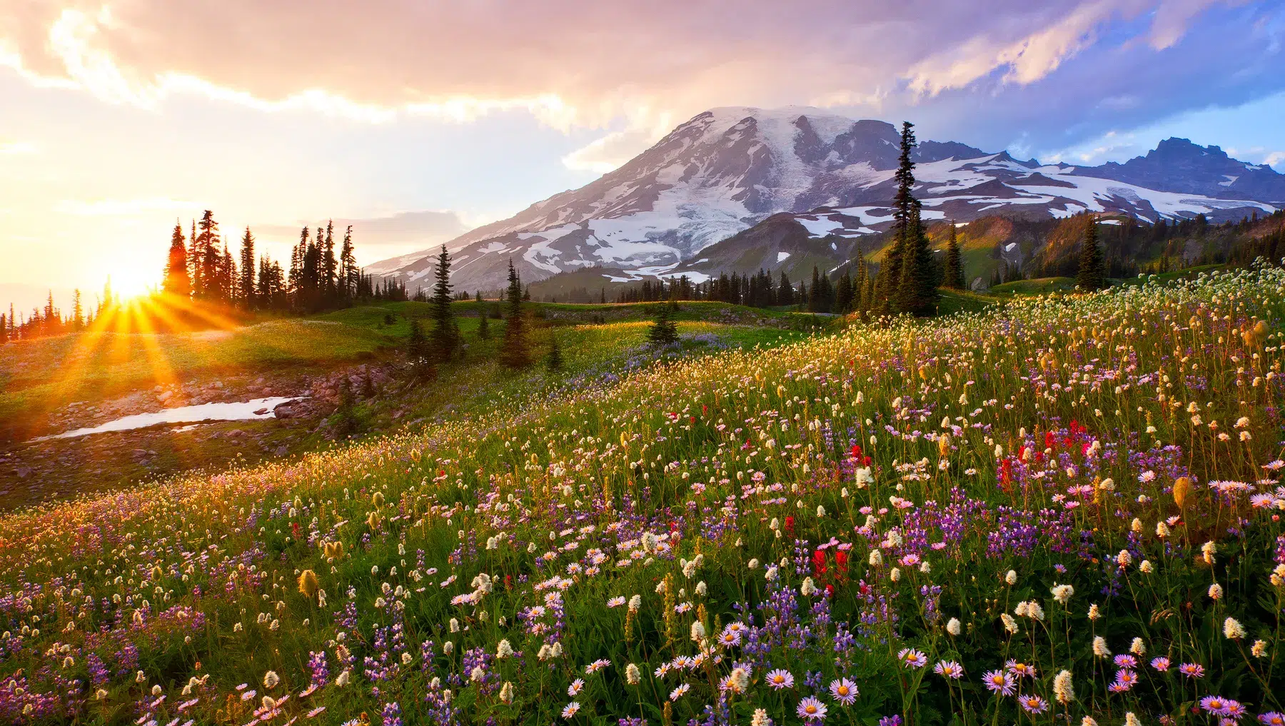 A vibrant field of wildflowers in various colors stretches towards a misty, snow-capped mountain with the sun setting behind it. Tall pine trees dot the landscape, and the sky is painted in shades of orange, pink, and purple.