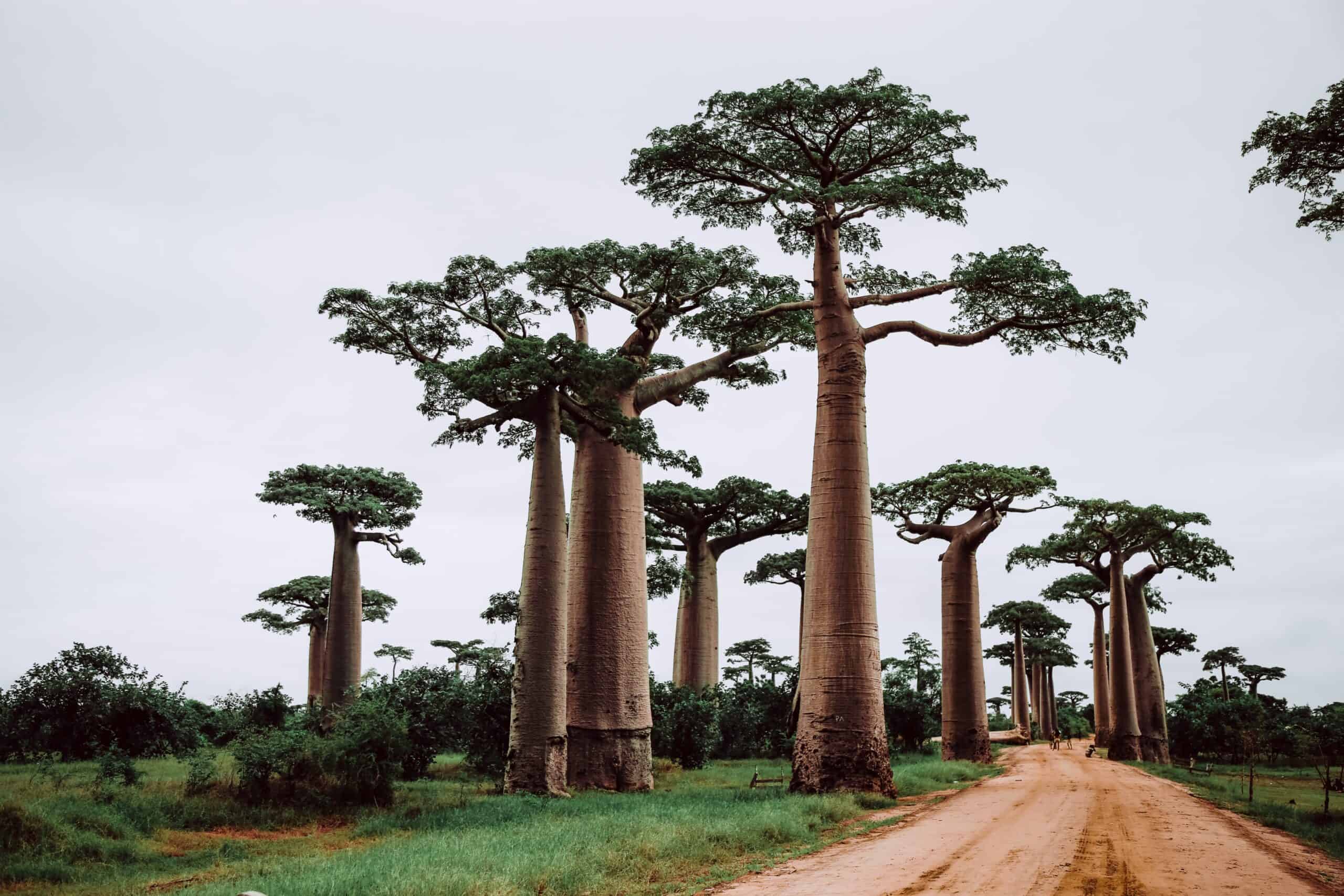 Madagascar makes an amazing setting for destination races with it's lush vegetation.